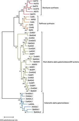 Transcriptional regulation of the <mark class="highlighted">raffinose</mark> family oligosaccharides pathway in Sorghum bicolor reveals potential roles in leaf sucrose transport and stem sucrose accumulation